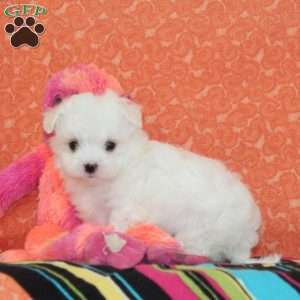 Austin, Maltipoo Puppy